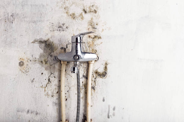 Mold Removal Process in Palm Beach, FL