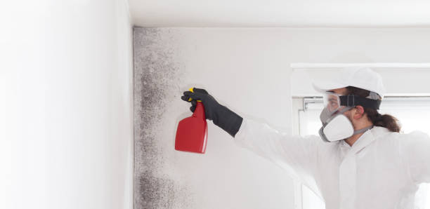 Trusted Palm Beach, FL Mold Removal Experts