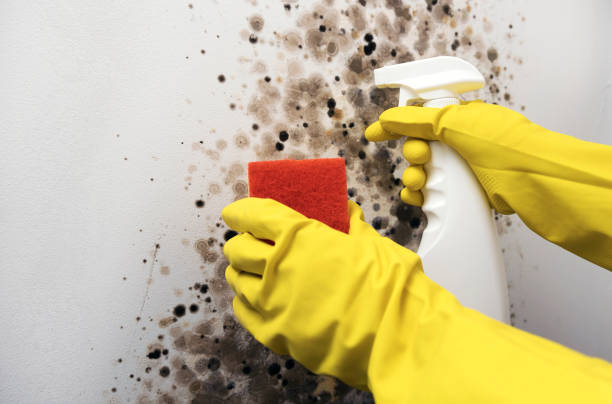Best Commercial Mold Removal  in Palm Beach, FL