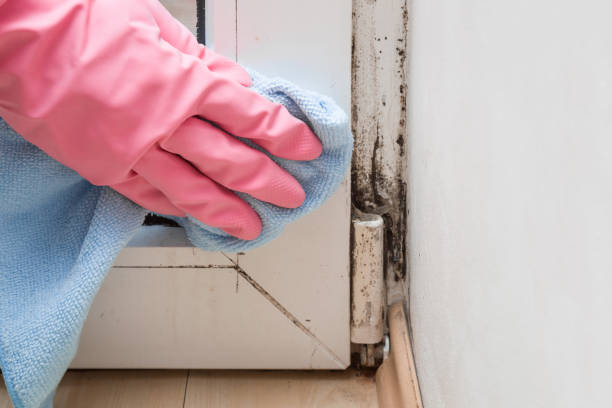 Best Emergency Mold Removal  in Palm Beach, FL