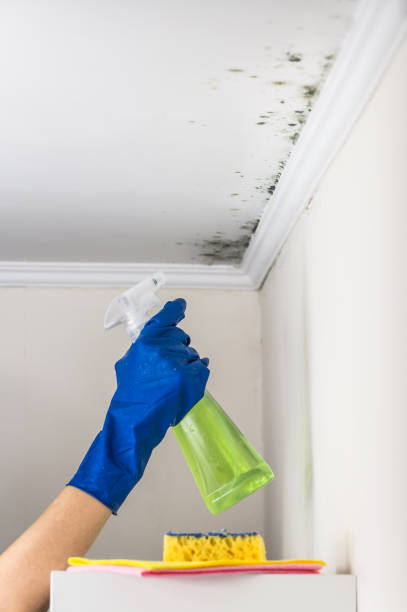 Best Mold Damage Repair  in Palm Beach, FL