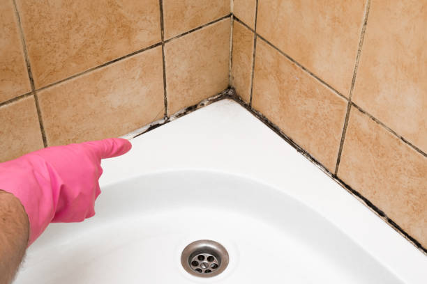 Best Certified Mold Removal  in Palm Beach, FL